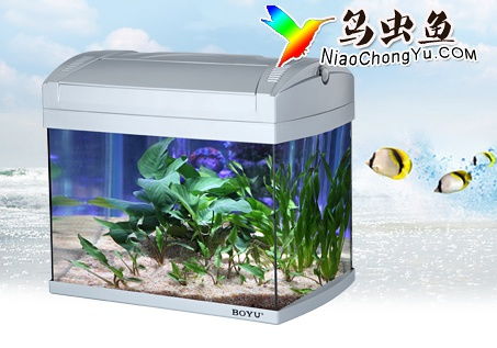 魚(yú)缸與水族箱 水族愛(ài)好中的詩(shī)意容器與生態(tài)世界