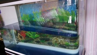 水族箱換水 維持生態(tài)平衡與魚(yú)類健康的關(guān)鍵步驟